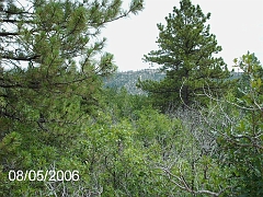 Hidden Forest 008